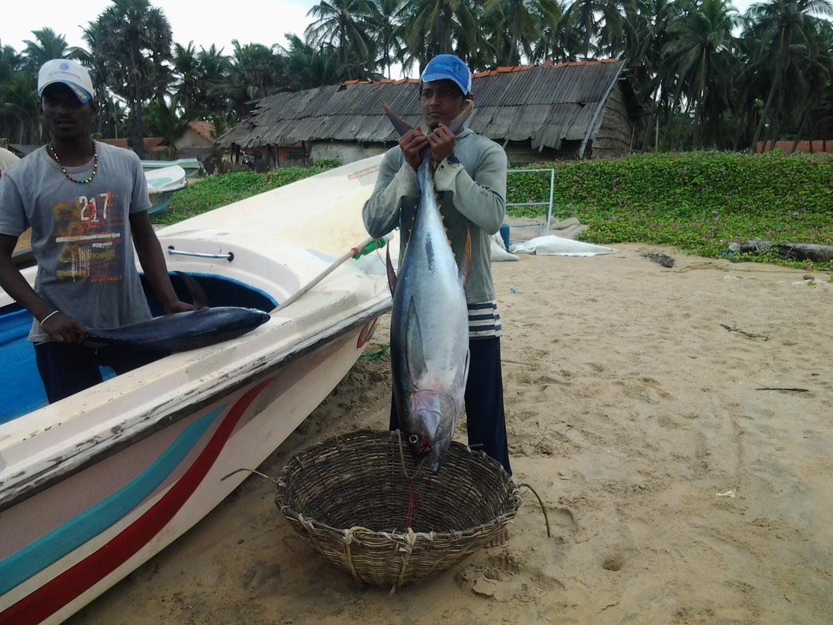 Dolphinchilling Hotel Alankuda Luaran gambar